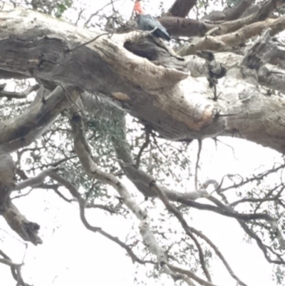 Callocephalon fimbriatum (Gang-gang Cockatoo) at Hughes, ACT - 9 Jan 2018 by KL