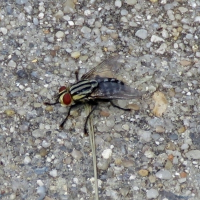 Sarcophagidae sp. (family) (Unidentified flesh fly) at Macarthur, ACT - 8 Jan 2018 by RodDeb