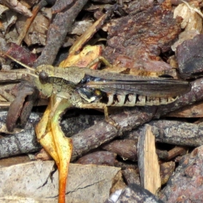 Phaulacridium vittatum (Wingless Grasshopper) at Macarthur, ACT - 9 Jan 2018 by RodDeb