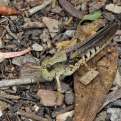 Phaulacridium vittatum at Macarthur, ACT - 9 Jan 2018