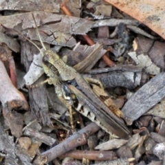 Phaulacridium vittatum at Macarthur, ACT - 9 Jan 2018 11:08 AM