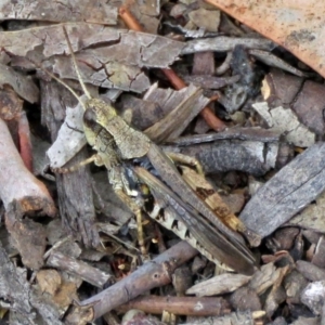 Phaulacridium vittatum at Macarthur, ACT - 9 Jan 2018 11:08 AM