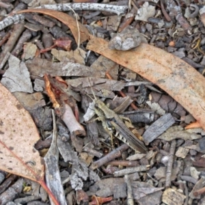 Phaulacridium vittatum at Macarthur, ACT - 9 Jan 2018 11:08 AM