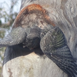 Callocephalon fimbriatum at Deakin, ACT - 28 Dec 2017