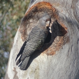 Callocephalon fimbriatum at Deakin, ACT - suppressed