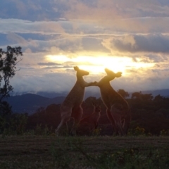 Macropus giganteus at Garran, ACT - 30 Dec 2017 06:14 AM