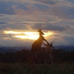 Macropus giganteus at Garran, ACT - 30 Dec 2017 06:14 AM