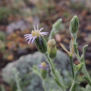 Vittadinia gracilis at Conder, ACT - 16 Dec 2017