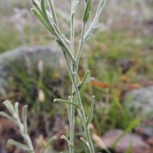 Vittadinia gracilis at Conder, ACT - 16 Dec 2017