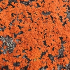 Caloplaca sp. (Firedot Lichen) at Rob Roy Range - 16 Dec 2017 by michaelb
