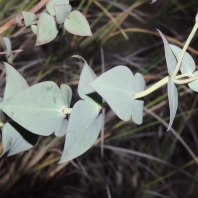 Veronica perfoliata (Digger's Speedwell) at Rob Roy Range - 16 Dec 2017 by michaelb