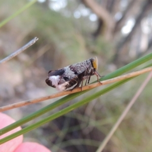 Platybrachys sp. (genus) at Conder, ACT - 16 Dec 2017 08:58 PM