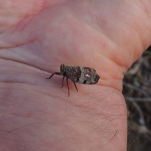 Platybrachys sp. (genus) at Conder, ACT - 16 Dec 2017 08:58 PM