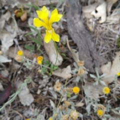Goodenia pinnatifida (Scrambled Eggs) at Hume, ACT - 9 Jan 2018 by nathkay