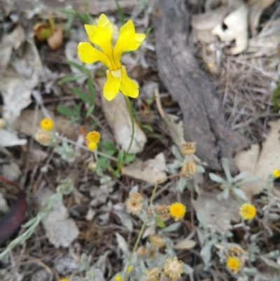 Goodenia pinnatifida (Scrambled Eggs) at Hume, ACT - 9 Jan 2018 by nathkay