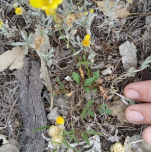 Goodenia pinnatifida at Hume, ACT - 9 Jan 2018 10:43 AM