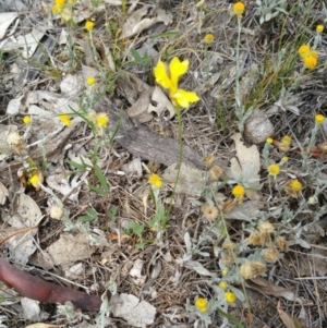 Goodenia pinnatifida at Hume, ACT - 9 Jan 2018 10:43 AM