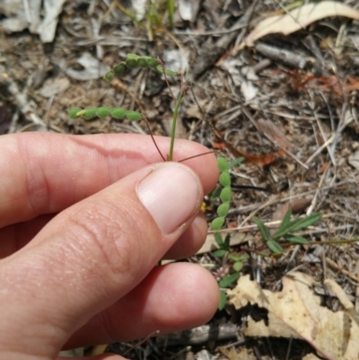 Grona varians (Slender Tick-Trefoil) at Hume, ACT - 9 Jan 2018 by nathkay