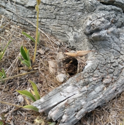 Tasmanicosa godeffroyi (Garden Wolf Spider) at Jerrabomberra Grassland - 8 Jan 2018 by nath_kay