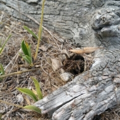 Tasmanicosa godeffroyi at Hume, ACT - 9 Jan 2018 10:38 AM