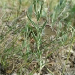 Zizina otis (Common Grass-Blue) at Jerrabomberra Grassland - 8 Jan 2018 by nath_kay