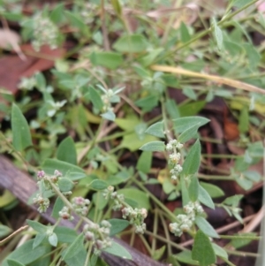 Einadia nutans at Hume, ACT - 9 Jan 2018 10:27 AM