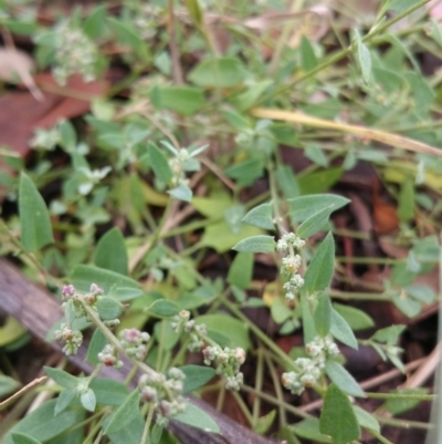 Einadia nutans (Climbing Saltbush) at Hume, ACT - 8 Jan 2018 by nath_kay