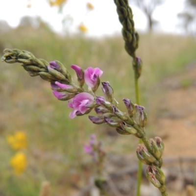 Cullen microcephalum (Dusky Scurf-pea) at Michelago, NSW - 26 Dec 2017 by MichaelBedingfield