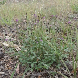 Cullen microcephalum at Michelago, NSW - 26 Dec 2017