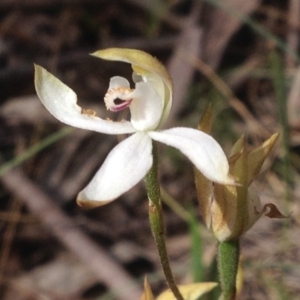 Caladenia moschata at Cotter River, ACT - 24 Dec 2017