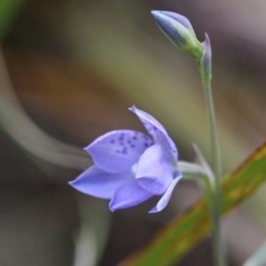 Thelymitra simulata at Cotter River, ACT - suppressed