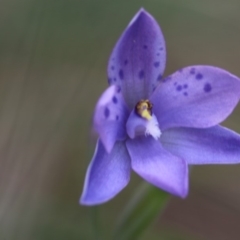 Thelymitra simulata at Cotter River, ACT - suppressed