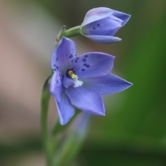 Thelymitra simulata at Cotter River, ACT - suppressed