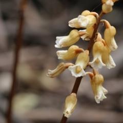 Gastrodia procera (Tall Potato Orchid) at Cotter River, ACT - 24 Dec 2017 by PeterR