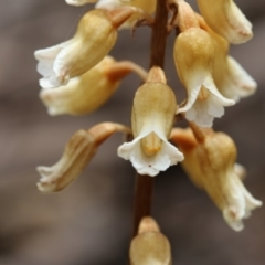 Gastrodia procera at Cotter River, ACT - 24 Dec 2017