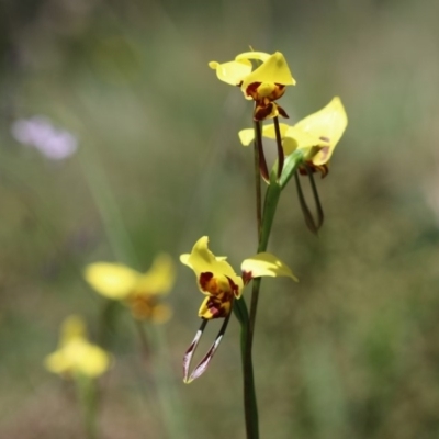 Diuris sulphurea (Tiger Orchid) at Cotter River, ACT - 24 Dec 2017 by PeterR