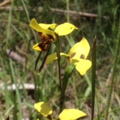 Diuris sulphurea at Cotter River, ACT - 24 Dec 2017