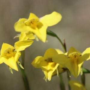 Diuris monticola at Cotter River, ACT - 24 Dec 2017