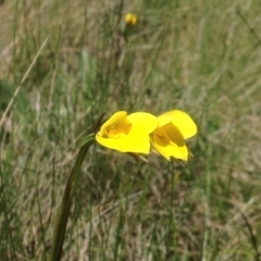 Diuris monticola at Cotter River, ACT - suppressed