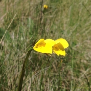 Diuris monticola at Cotter River, ACT - suppressed