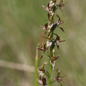 Paraprasophyllum tadgellianum at Cotter River, ACT - 11 Jan 2018