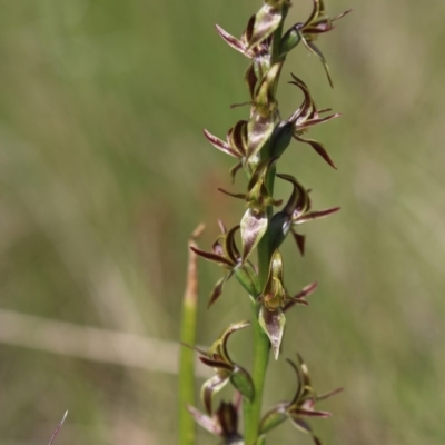 Paraprasophyllum tadgellianum (Tadgell's leek orchid) at Cotter River, ACT - 11 Jan 2018 by PeterR