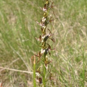 Paraprasophyllum tadgellianum at Cotter River, ACT - 11 Jan 2018