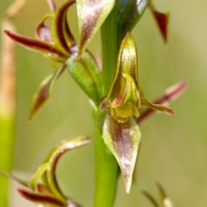 Paraprasophyllum tadgellianum at Cotter River, ACT - 11 Jan 2018