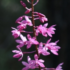 Dipodium punctatum (Blotched Hyacinth Orchid) at Paddys River, ACT - 7 Jan 2018 by PeterR