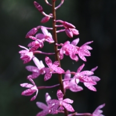 Dipodium punctatum (Blotched Hyacinth Orchid) at Tidbinbilla Nature Reserve - 6 Jan 2018 by PeterR