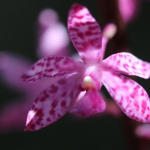 Dipodium punctatum at Paddys River, ACT - suppressed