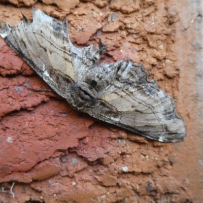 Pholodes sinistraria (Sinister or Frilled Bark Moth) at Hawker, ACT - 6 Jan 2018 by WendyW