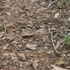 Geitoneura klugii (Marbled Xenica) at Namadgi National Park - 24 Dec 2017 by PeterR