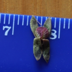 Veronica gracilis at Gundaroo, NSW - 9 Jan 2018 10:09 AM